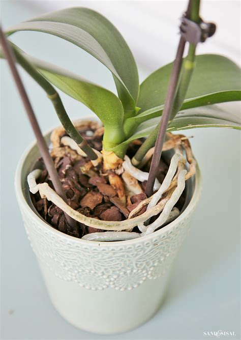 How to Grow Orchids .